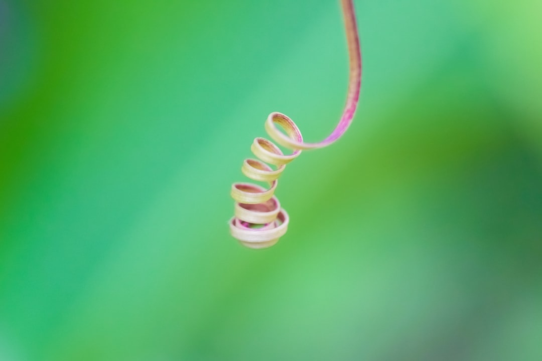 white spiral wire on green background