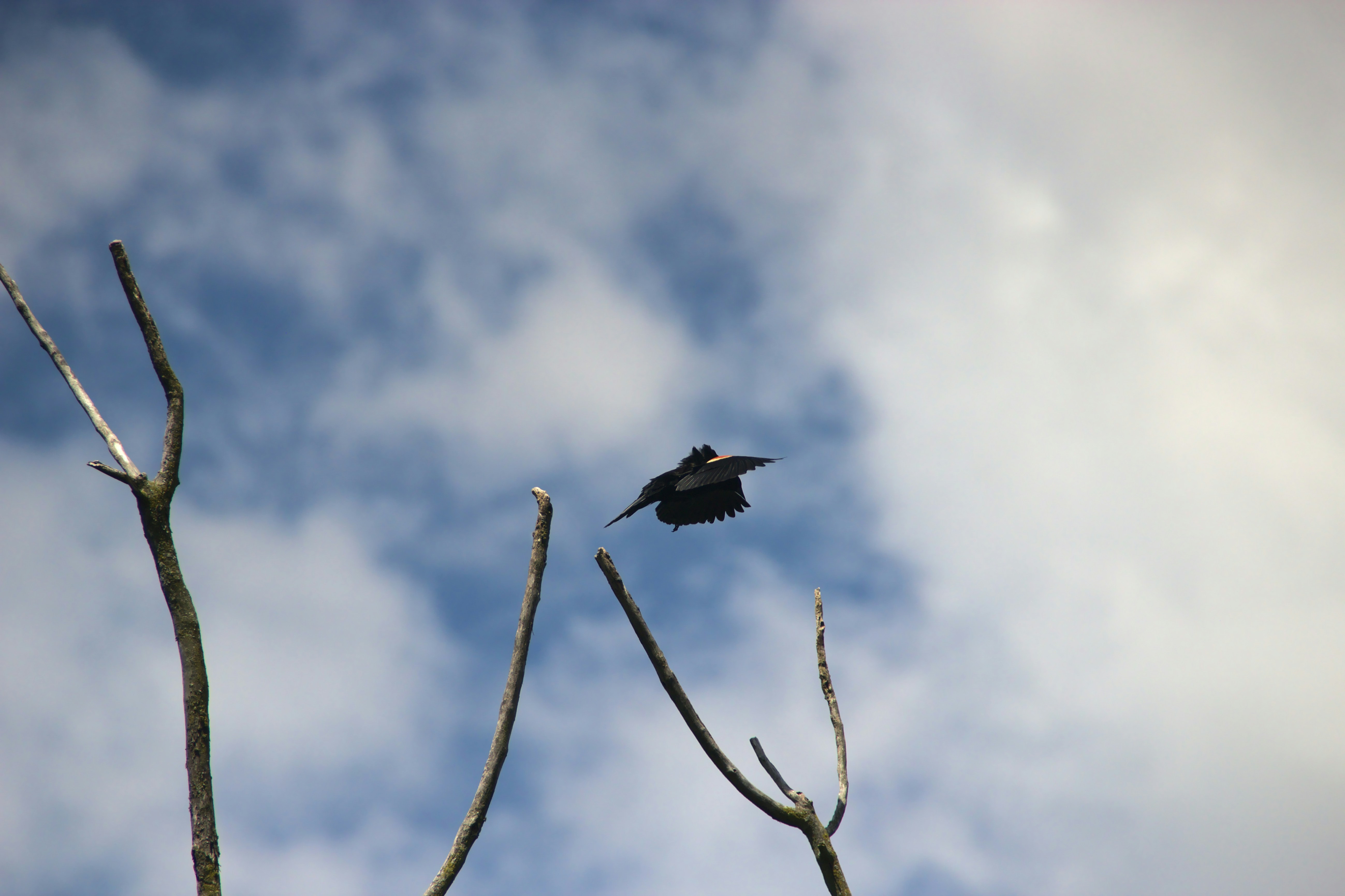 Photo by mrgreatheart