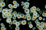 white and yellow daisy flowers