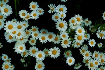 white and yellow daisy flowers