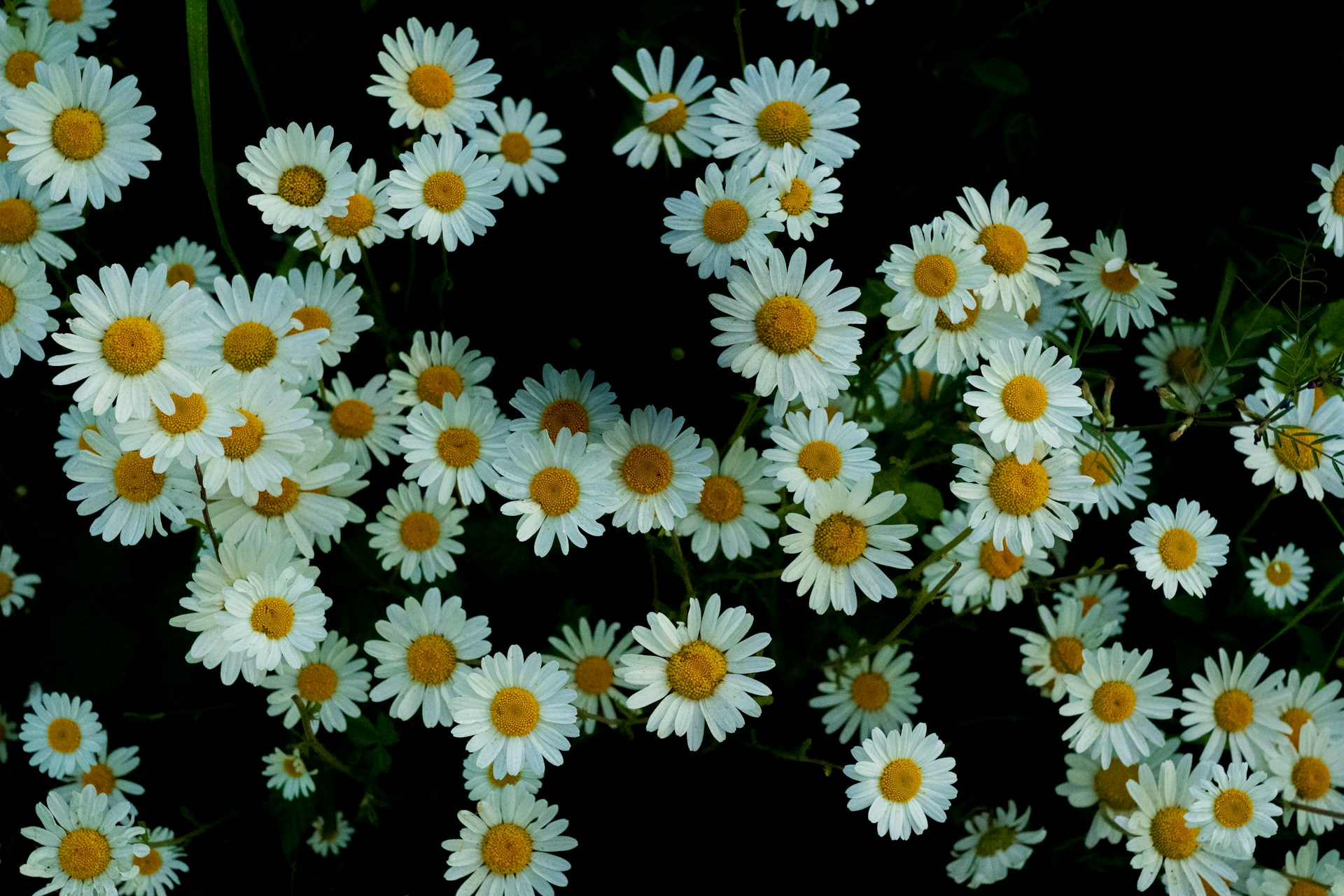 white and yellow daisy flowers