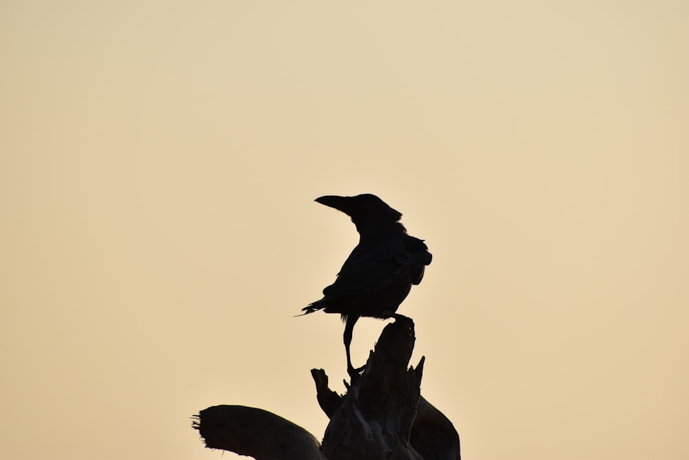 black bird flying during daytime