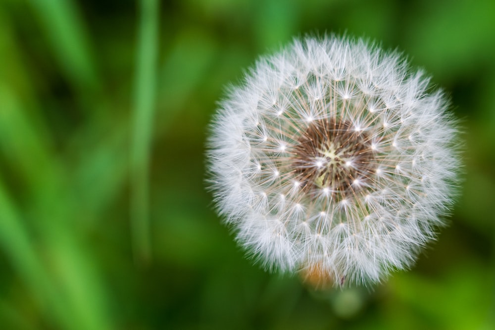 white dandelion in close up photography