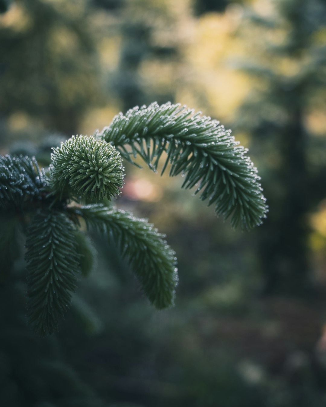 green leaf plant in close up photography