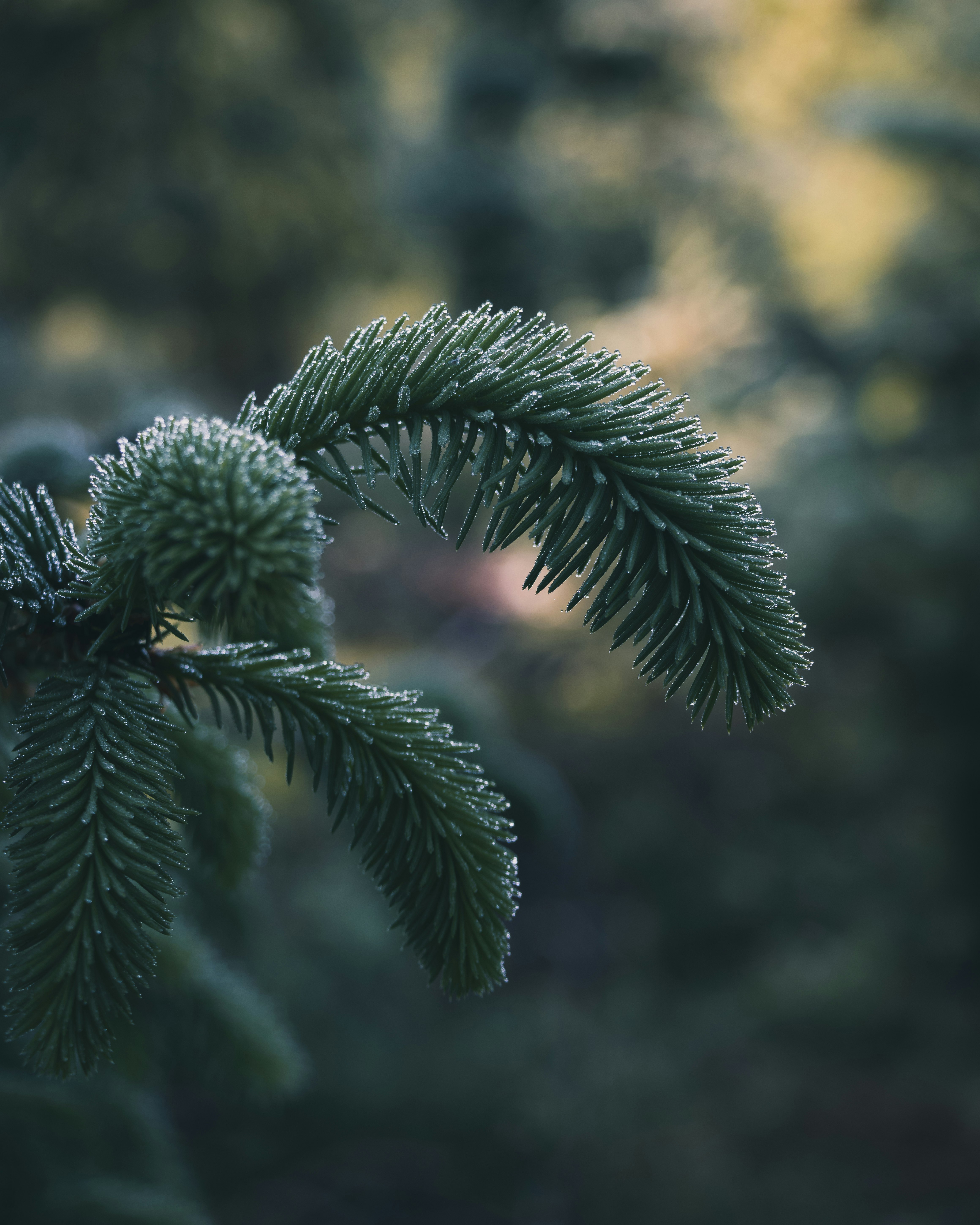 green pine tree leaves in close up photography