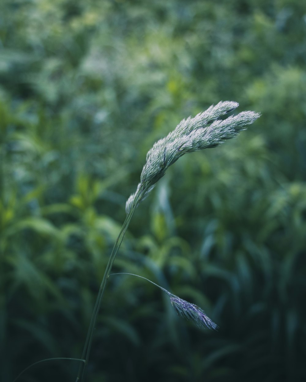 blé vert en gros plan photographie
