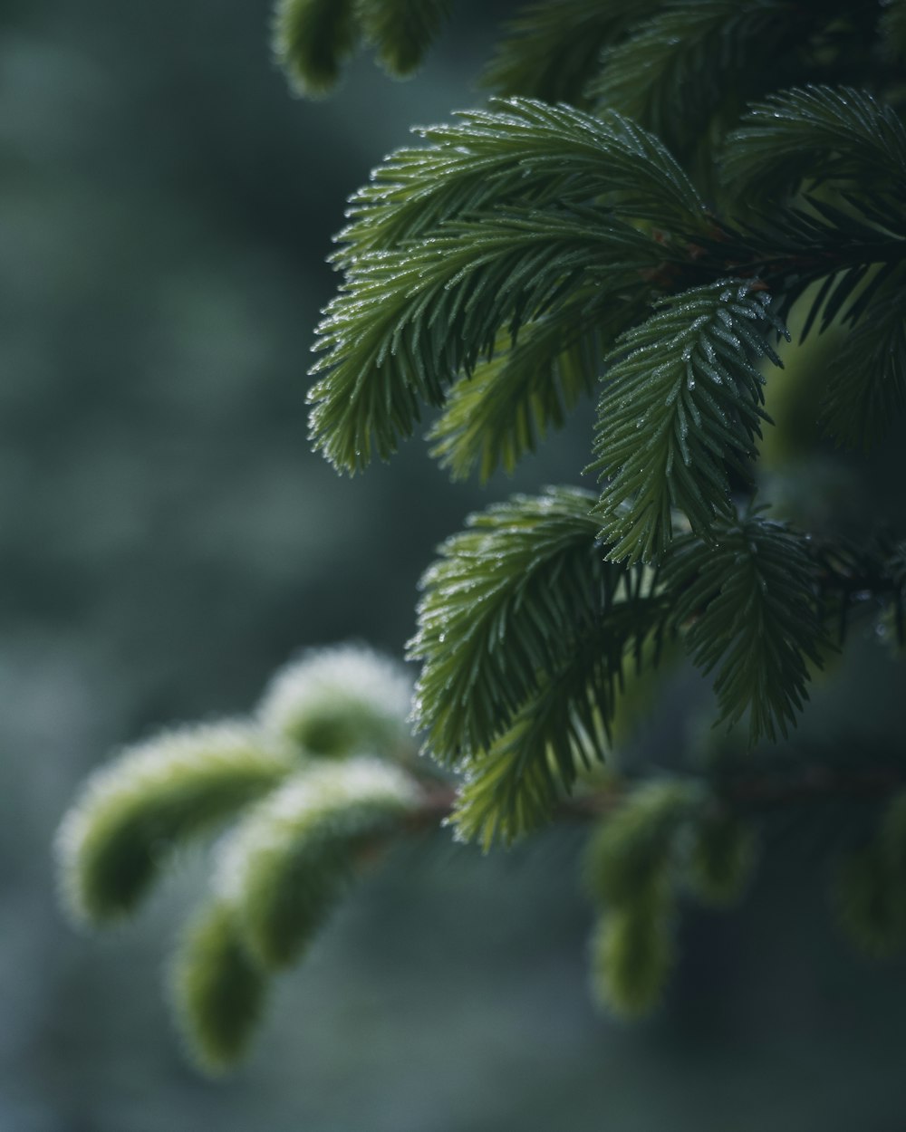 foglia verde in primo piano fotografia