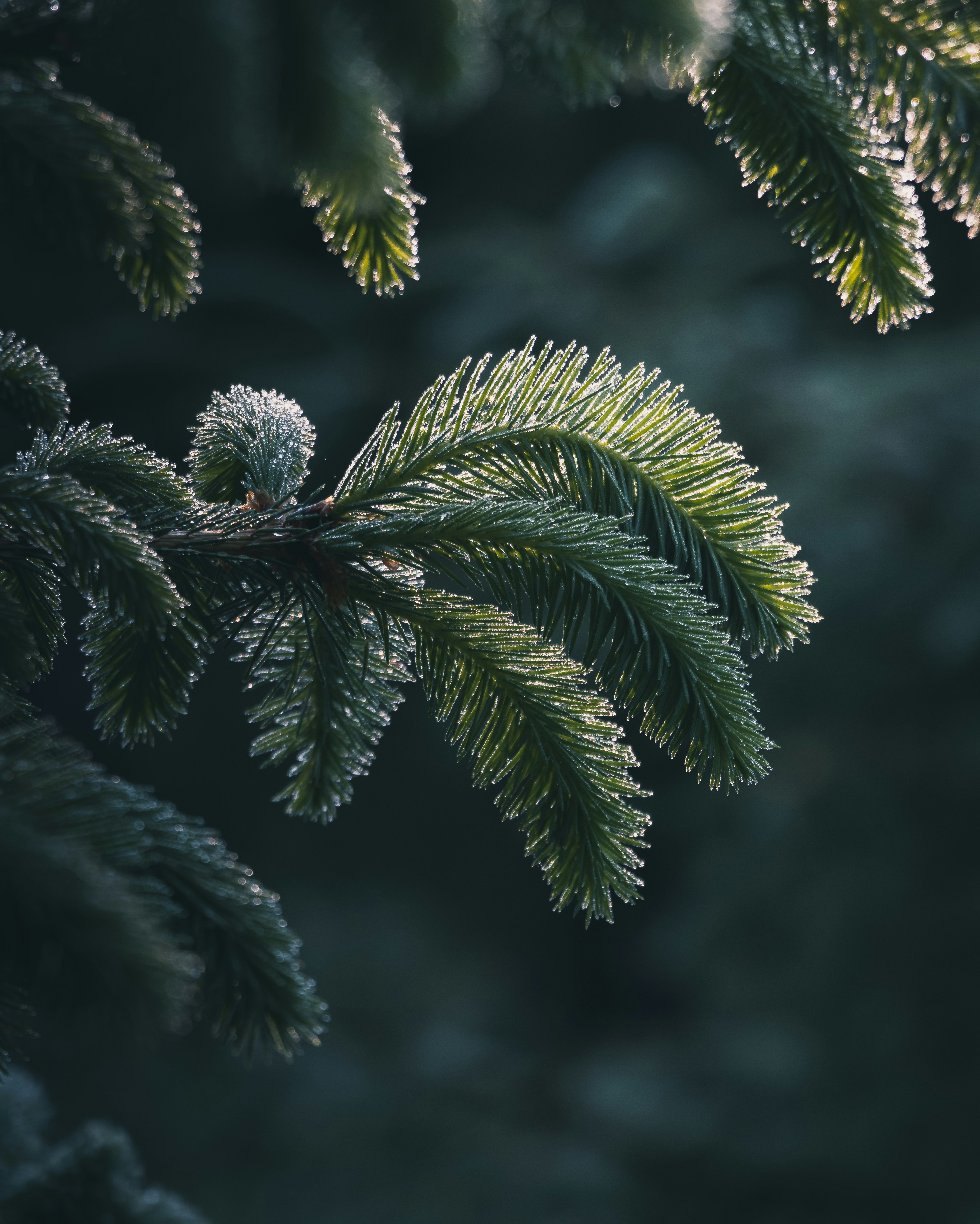 green leaf in close up photography