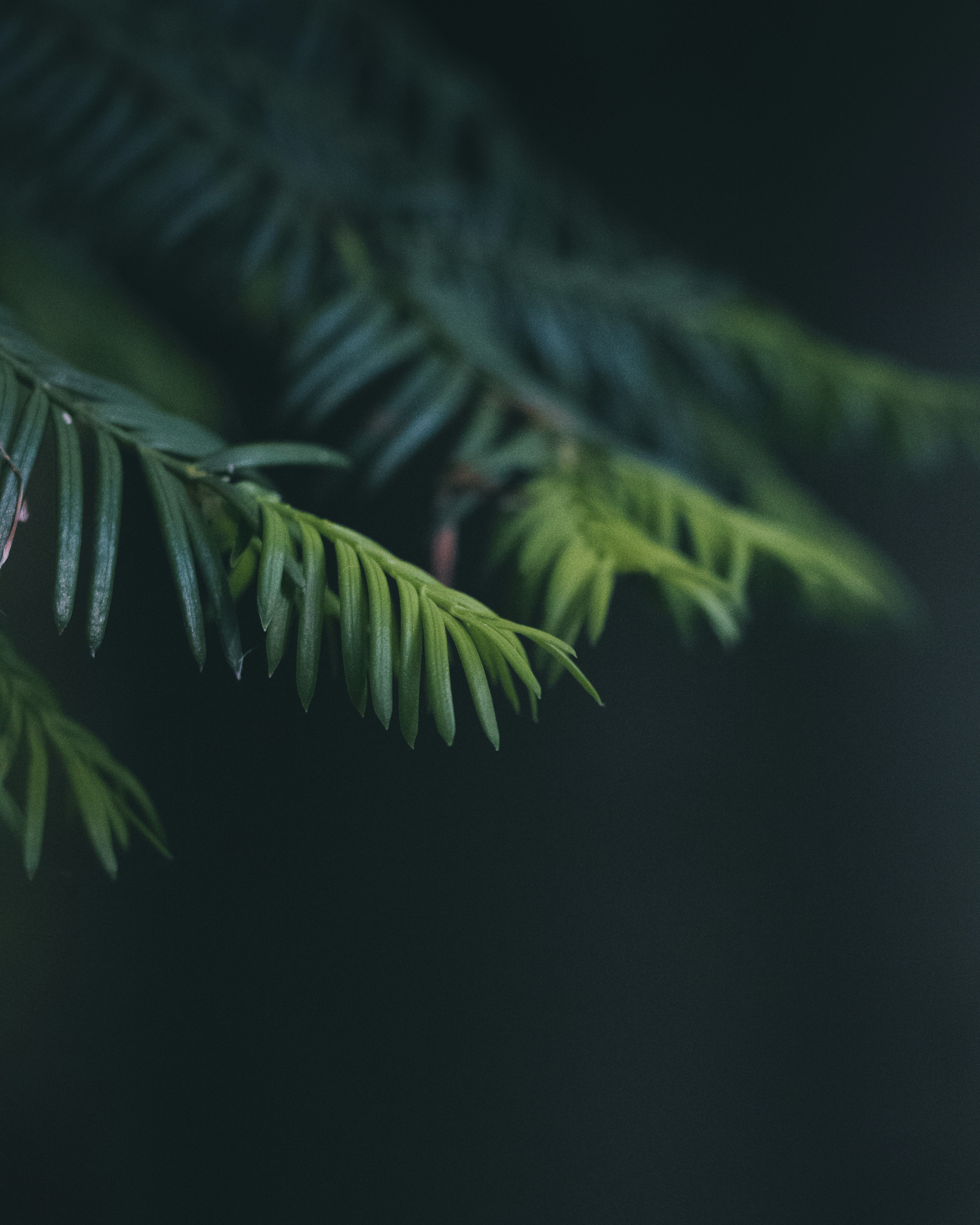 green leaves in black background