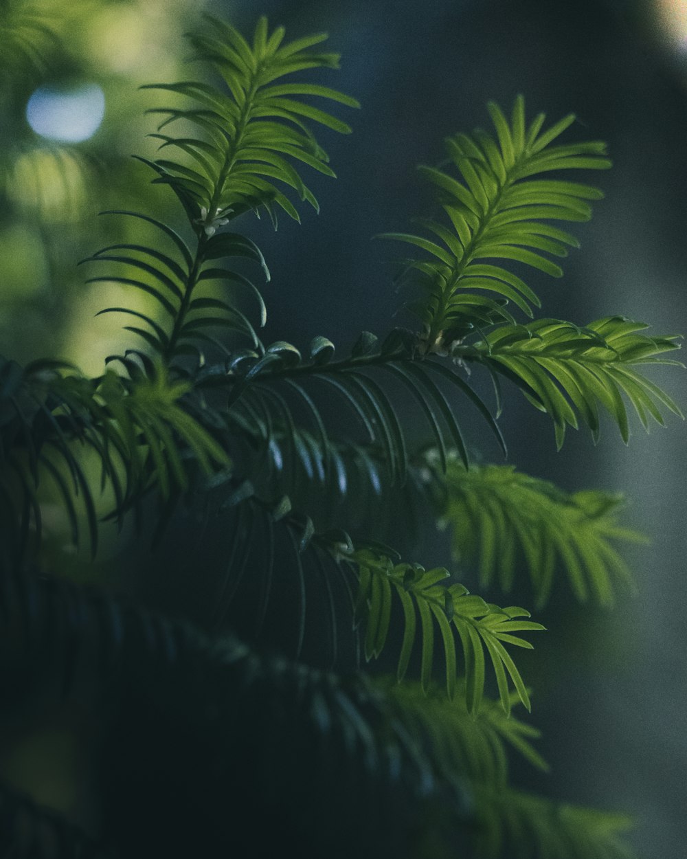 Plante de fougère verte en photographie en gros plan