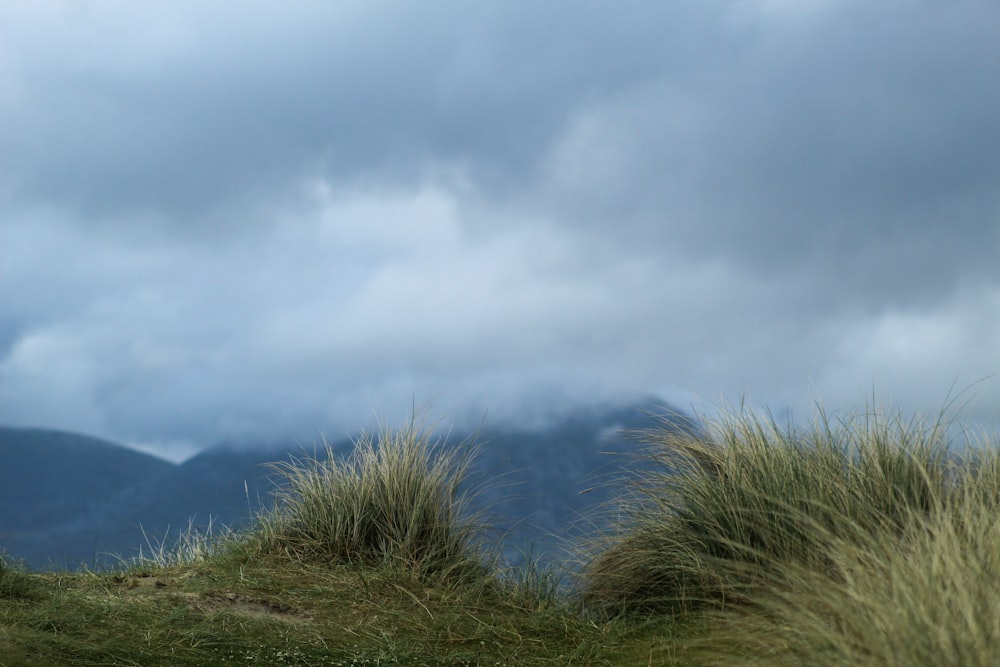 hierba verde en la colina bajo las nubes blancas