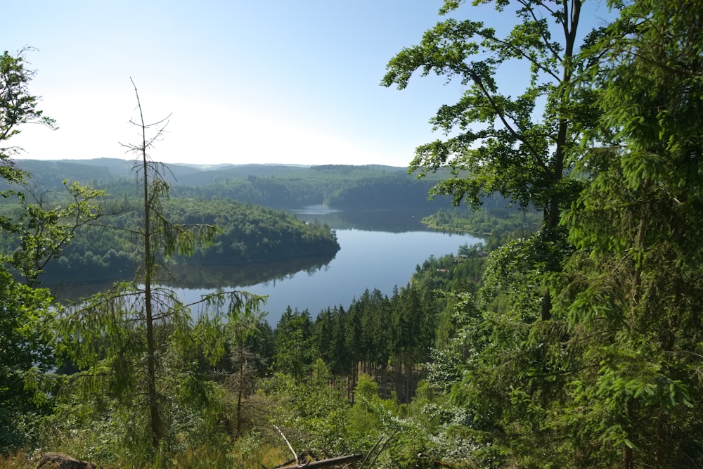 green trees near lake under blue sky during daytime