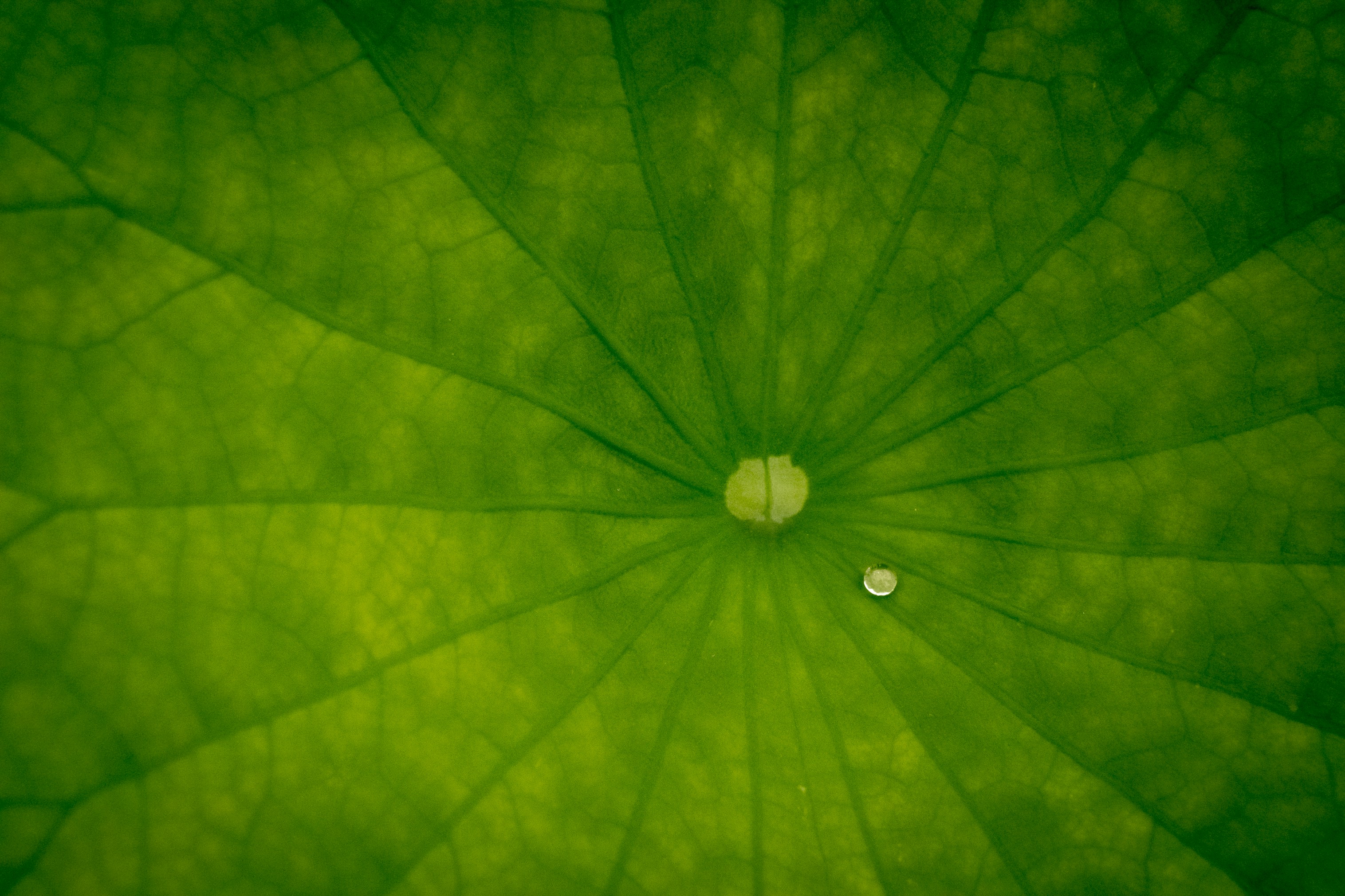 Photo by jannerboy62