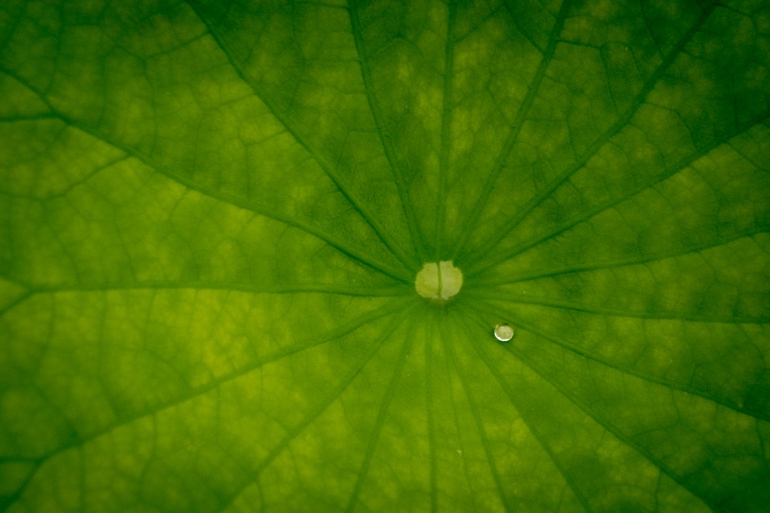 water droplet on green leaf