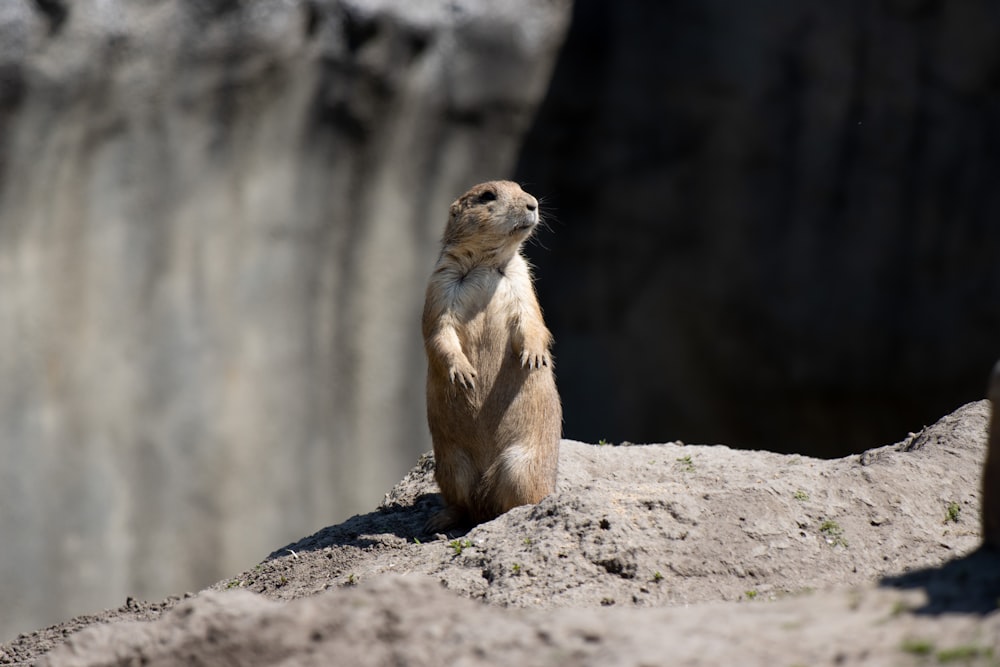 brown and white animal on brown rock