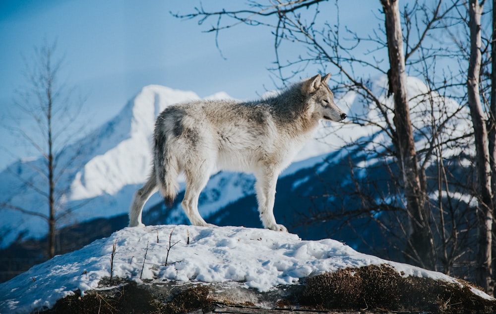 white wolf on snow covered ground during daytime