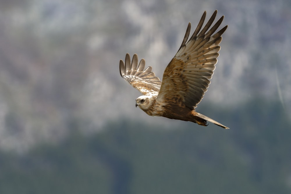 Uccello marrone e bianco che vola sotto il cielo blu durante il giorno