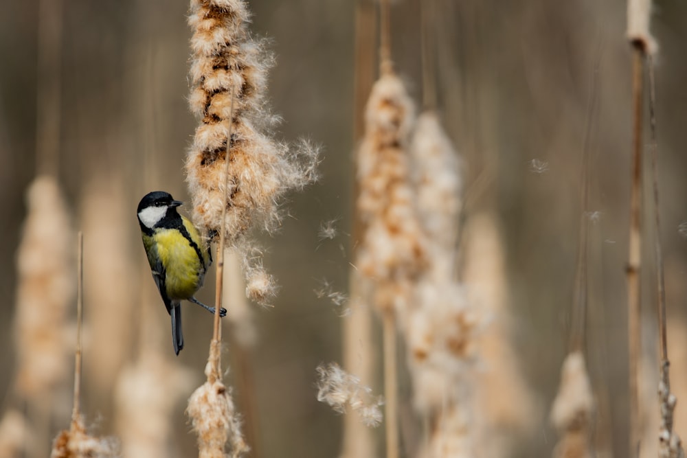 yellow and black bird on brown tree branch