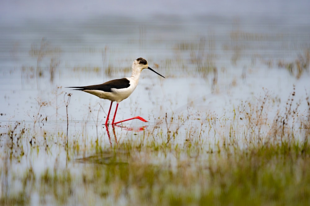 white and black bird on body of water during daytime