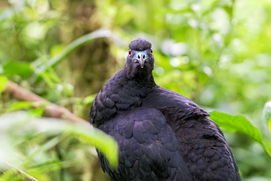 black bird on green grass during daytime