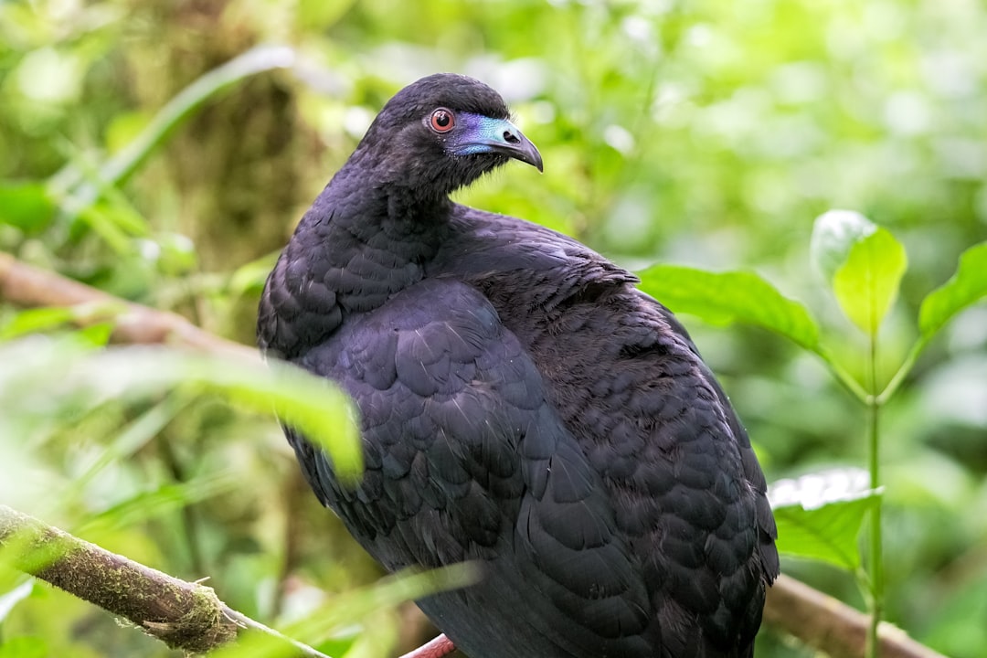 black bird on green grass during daytime