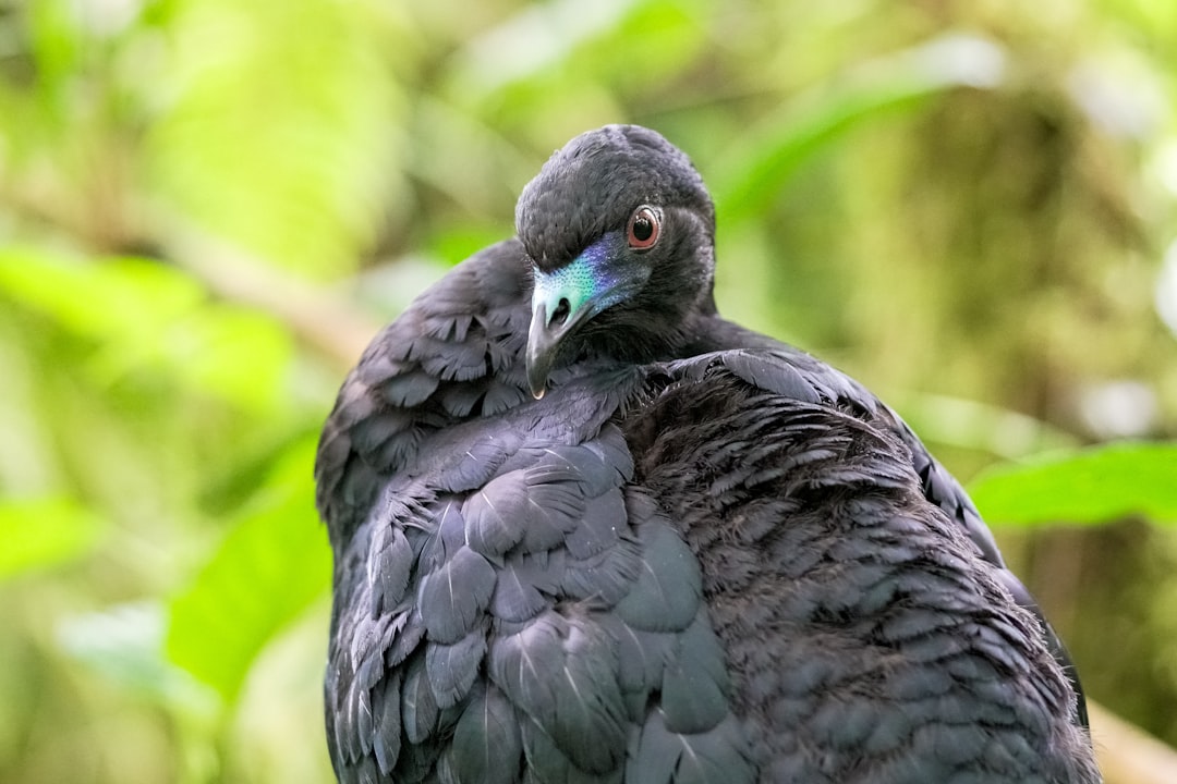 black bird on green grass