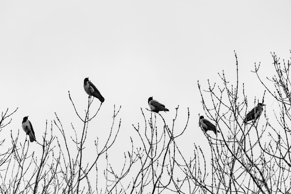 birds on bare tree during daytime