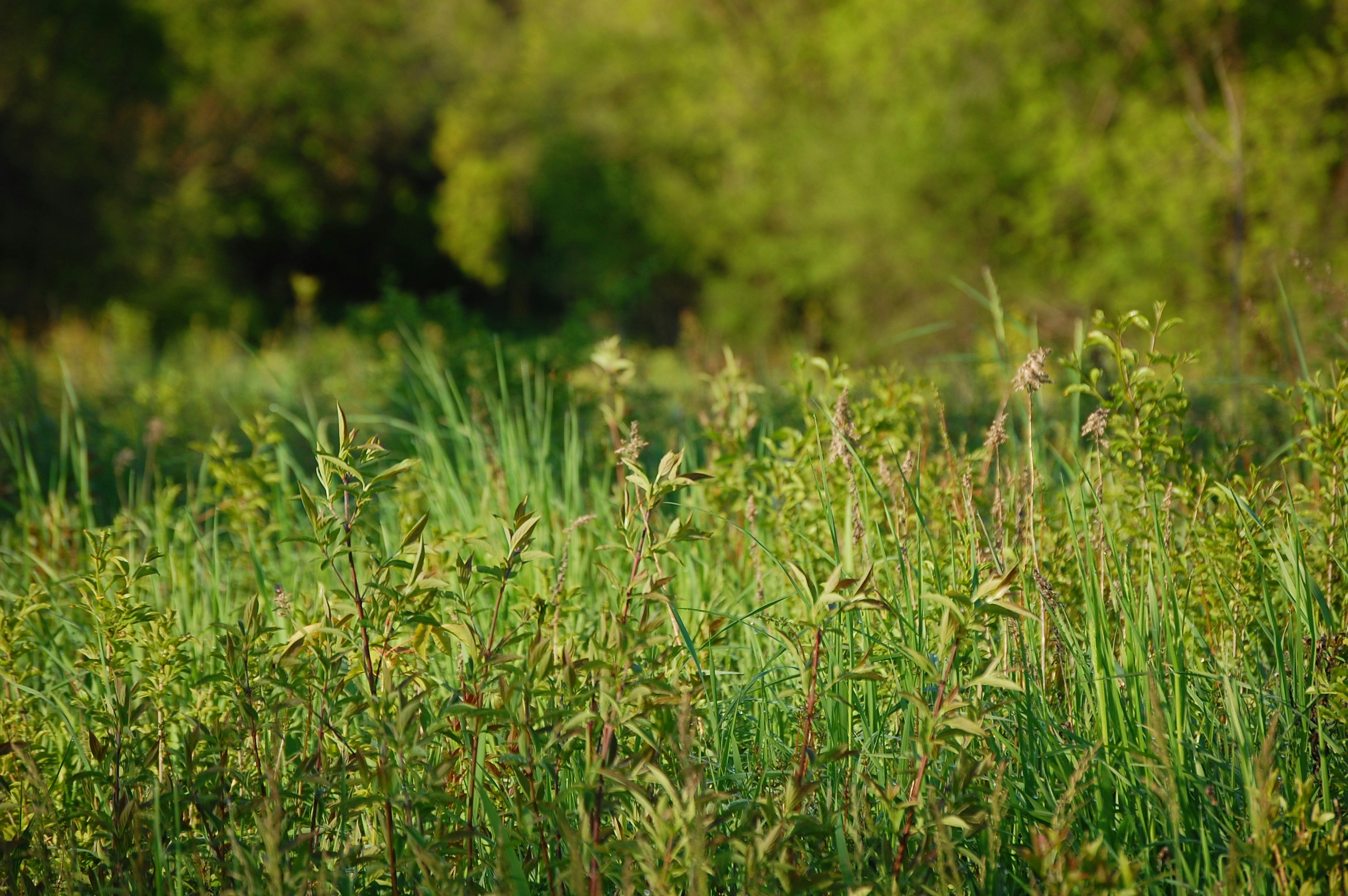 Photo by fieldforestandfire