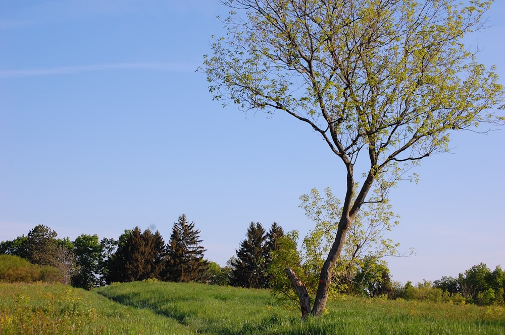 green tree on green grass field during daytime