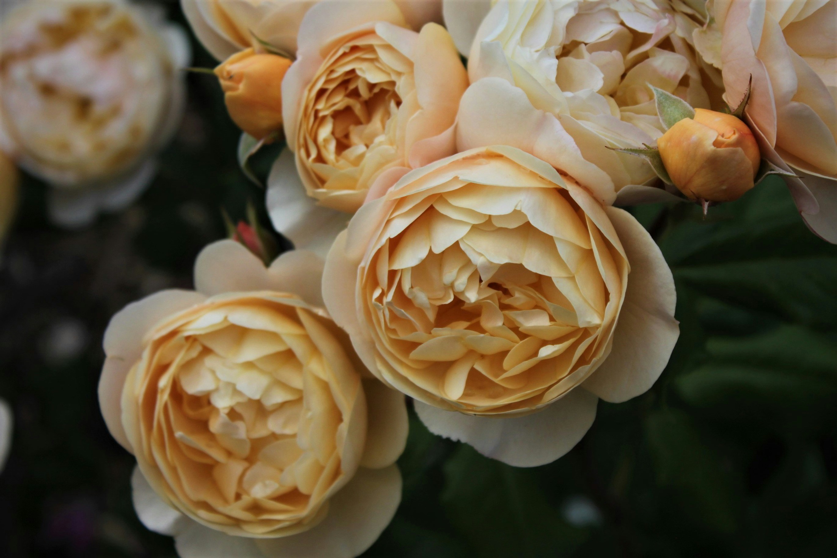 white roses in close up photography