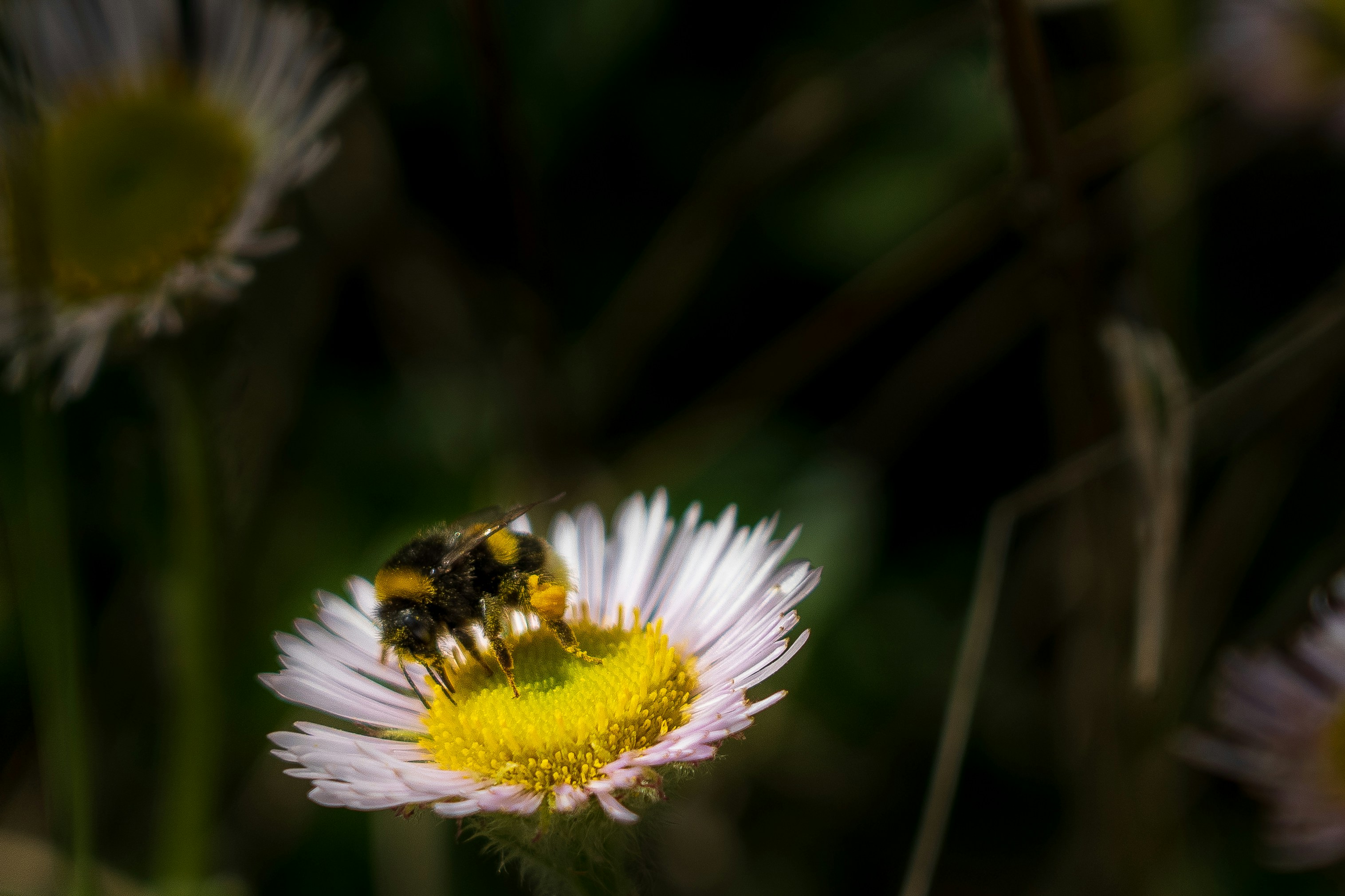 Photo by jannerboy62