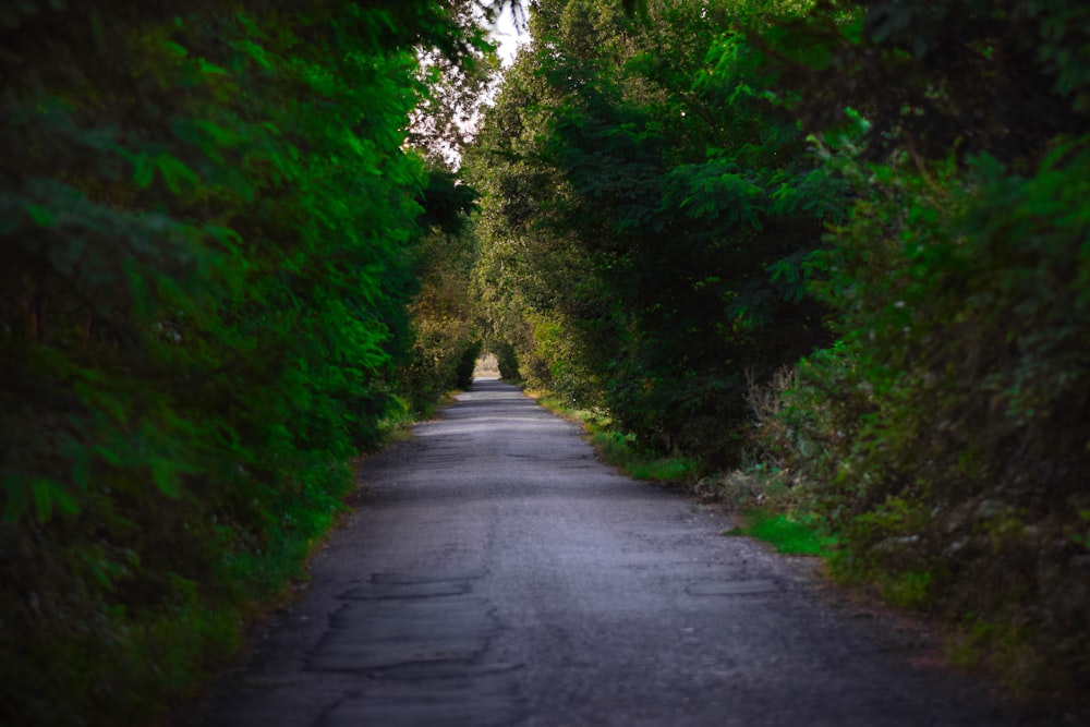 gray concrete road between green trees during daytime