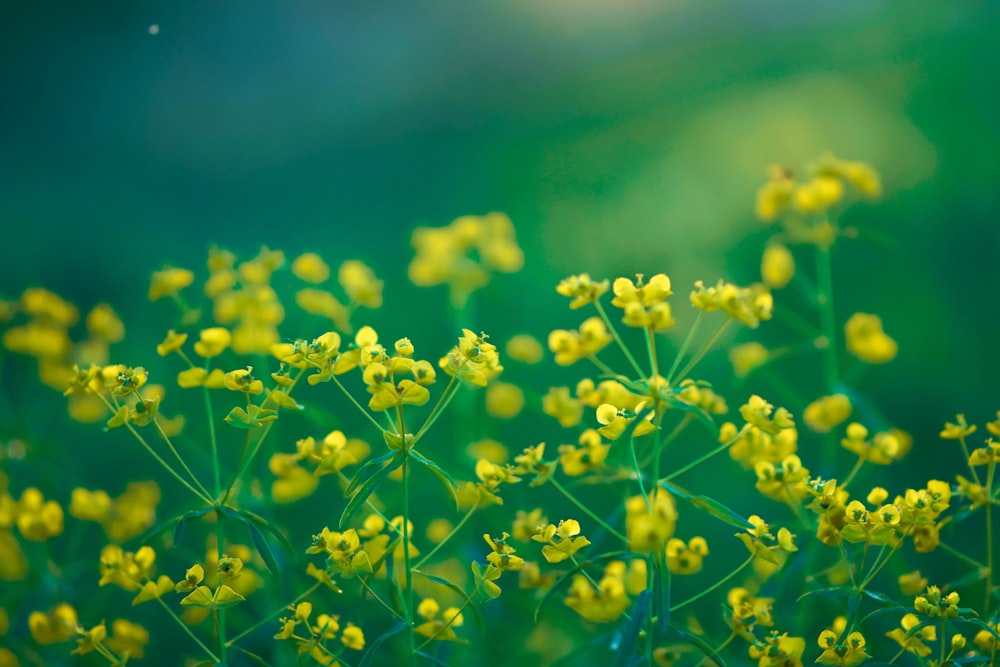 a close up of a bunch of yellow flowers