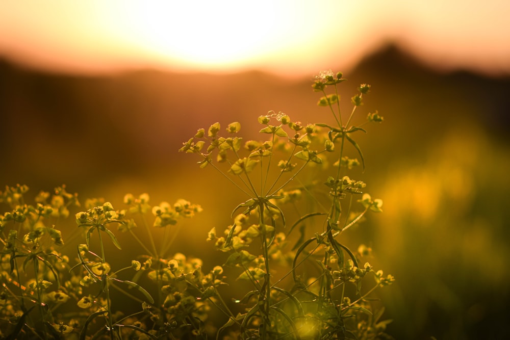 Planta verde con flores amarillas durante la puesta del sol