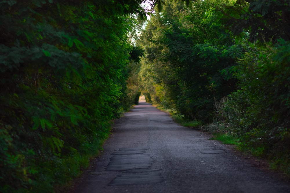 route en béton gris entre les arbres verts pendant la journée