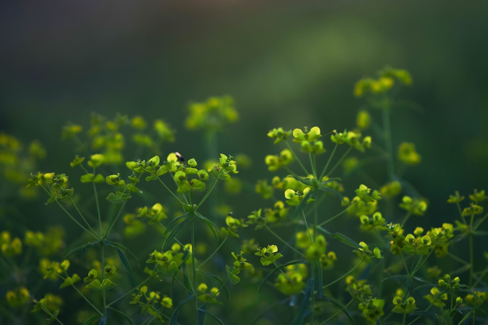 yellow flower in tilt shift lens