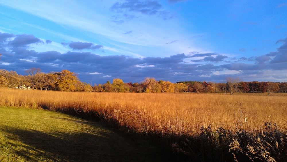 brown grass field under blue sky during daytime