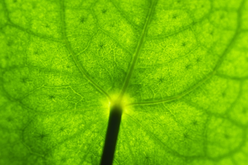 folha verde na fotografia de perto