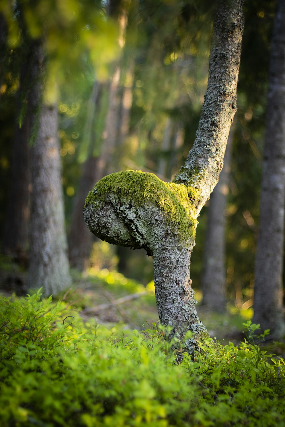 musgo verde en el tronco de un árbol gris