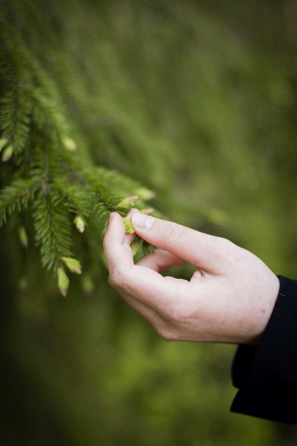 person holding green leaf during daytime