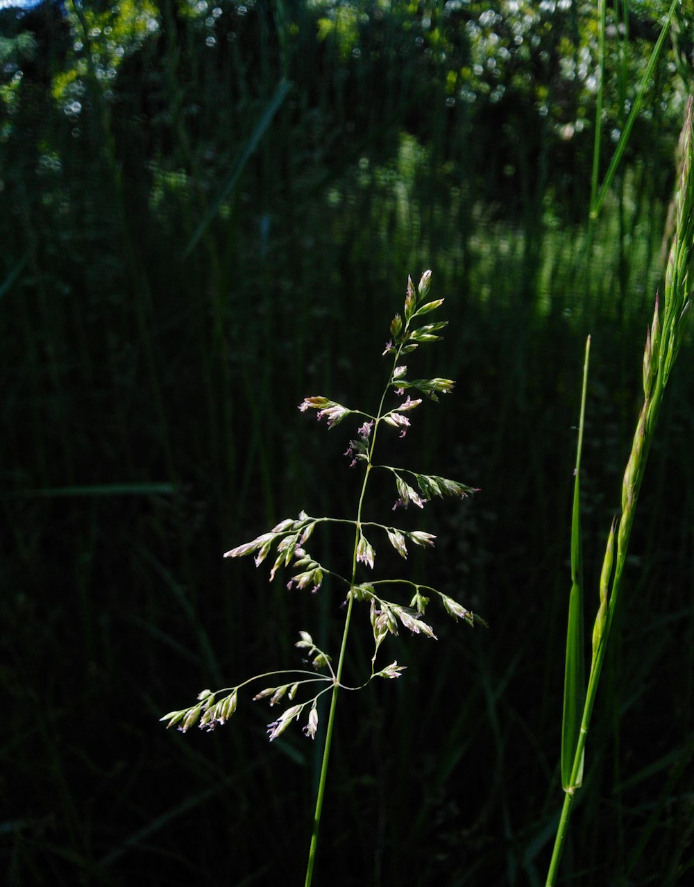 herbe verte en gros plan