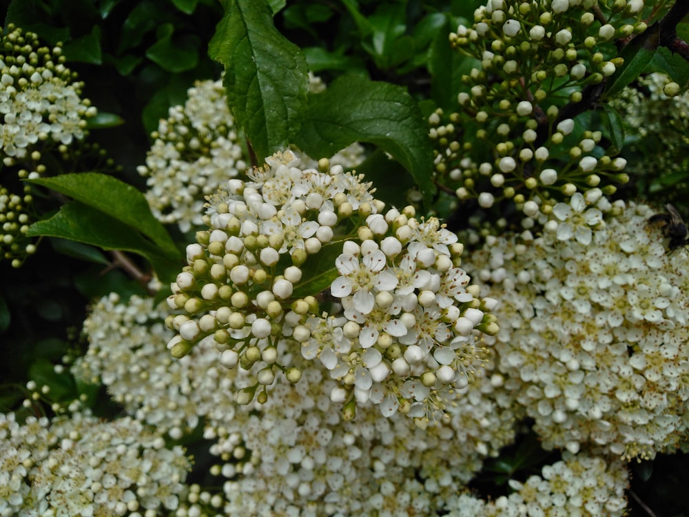 botões de flores brancas na fotografia de perto