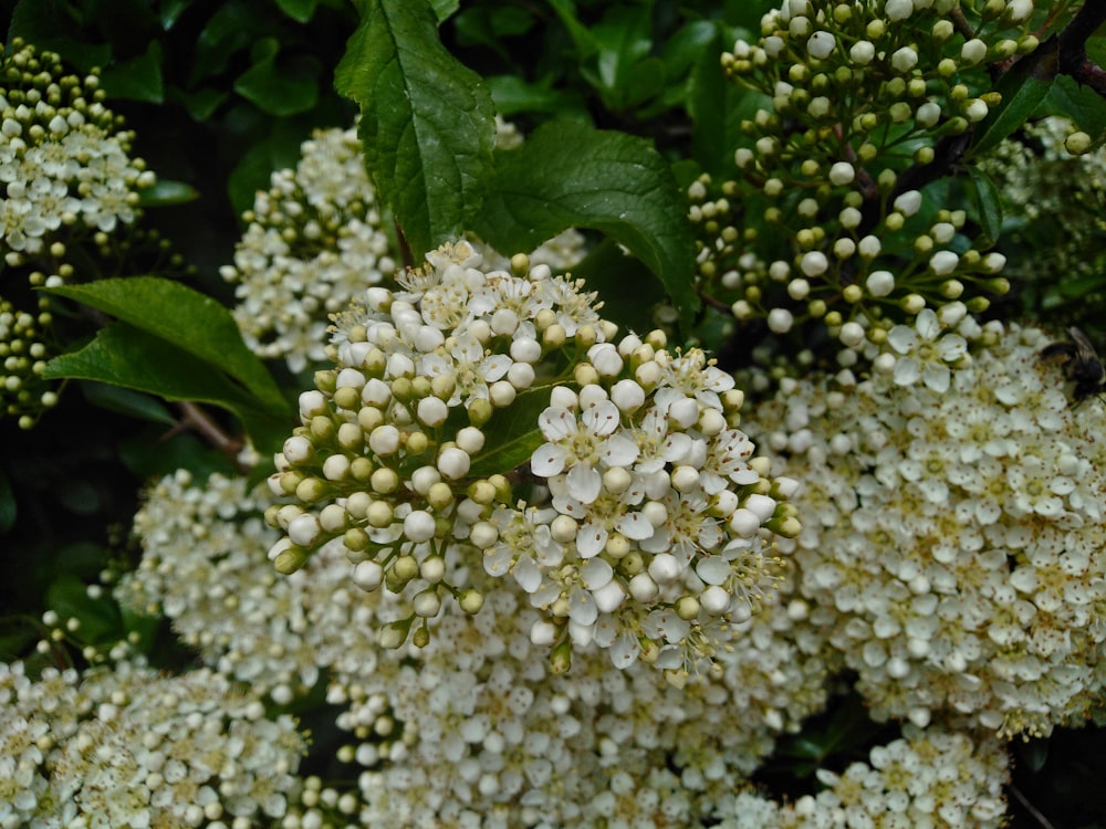 white flower buds in close up photography