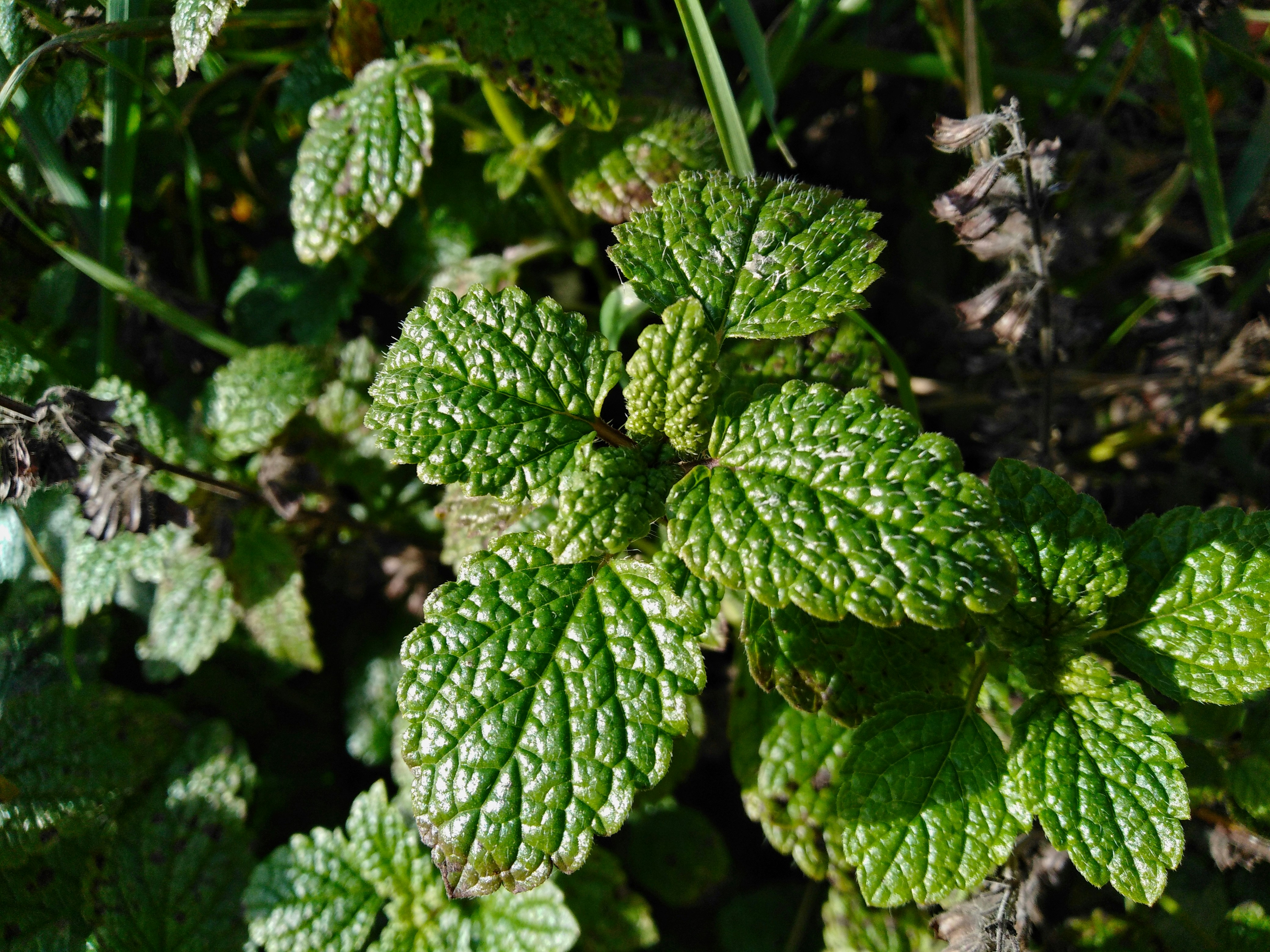 Fresh green Bhringraj leaves with dew drops on dark background