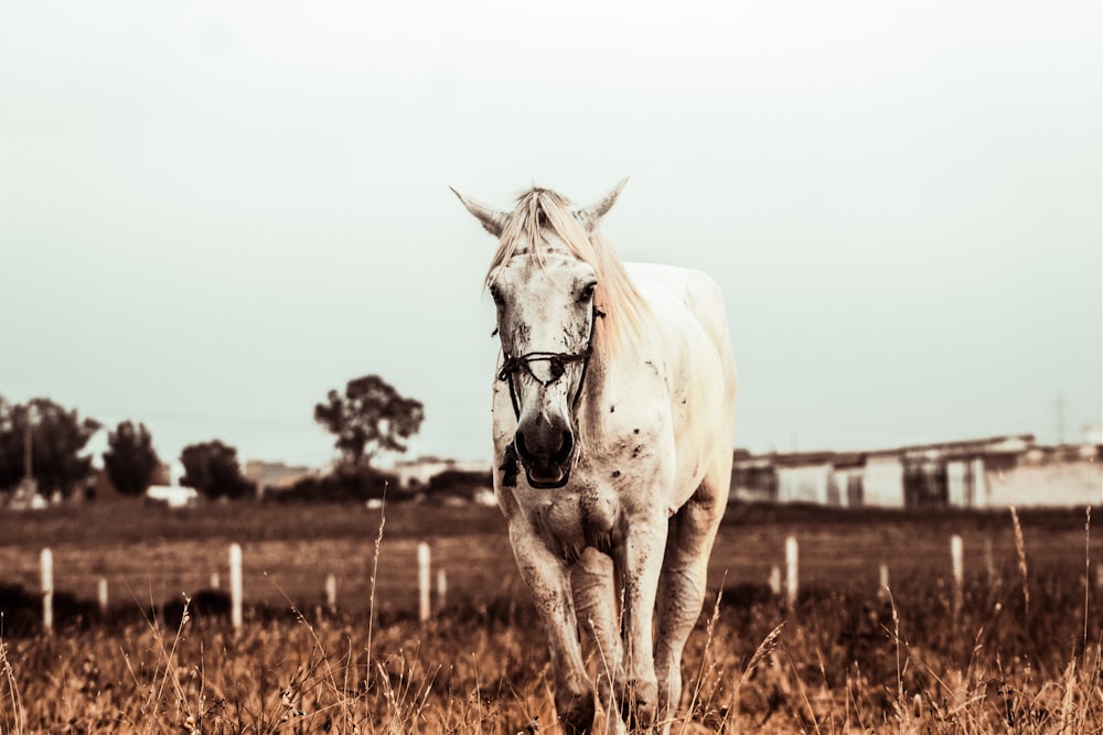 white horse on brown grass field during daytime