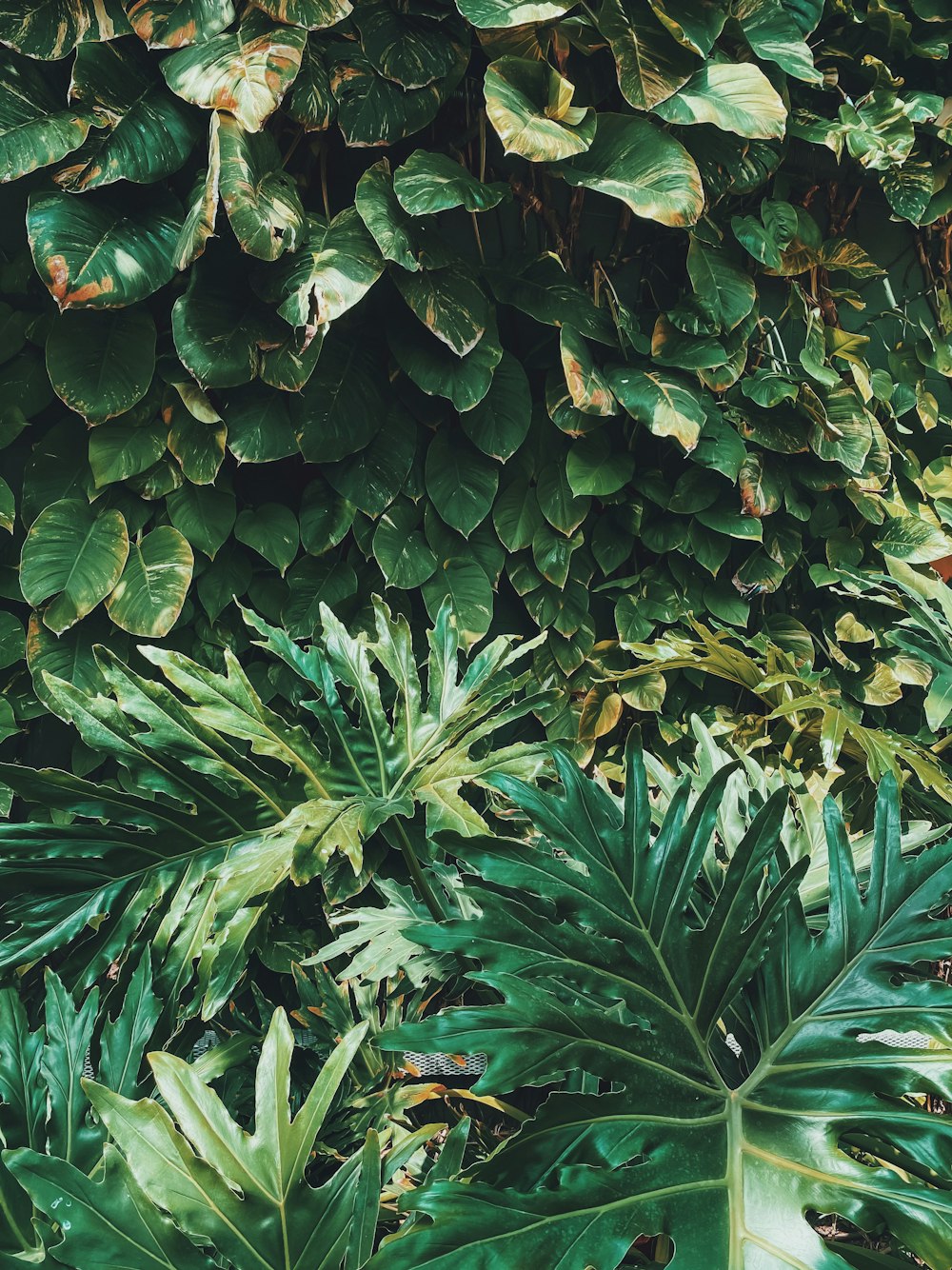 green leaves plant during daytime