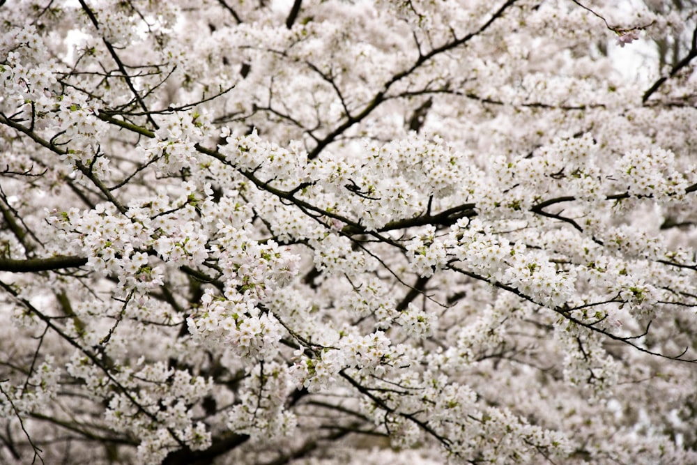 white cherry blossom tree during daytime