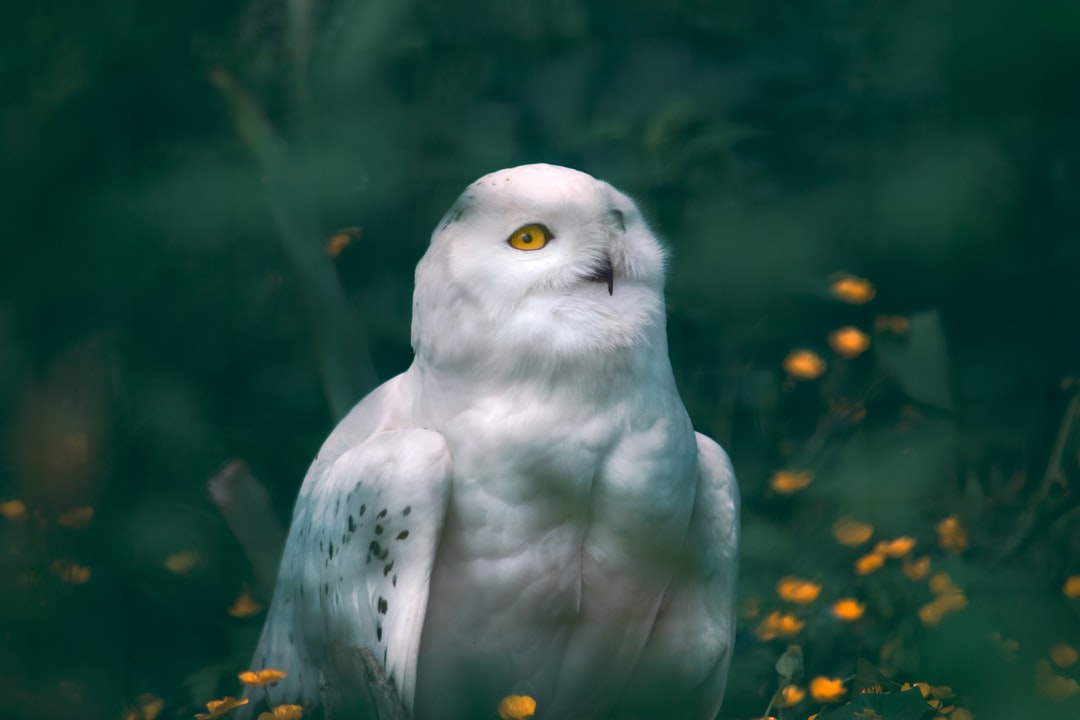 white and black bird in close up photography