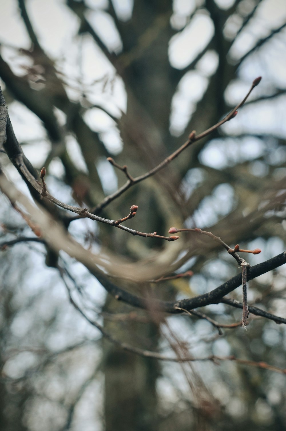 brown bird on brown tree branch during daytime