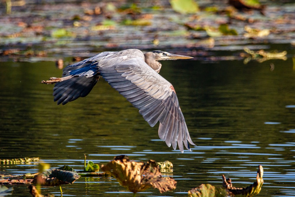 grey and black bird flying over the water